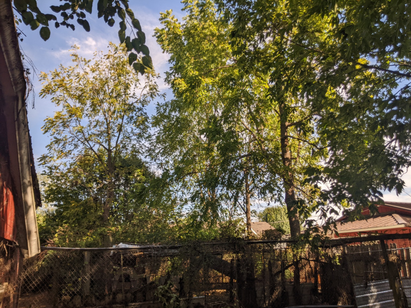 Overgrown tree bartholomew Indiana