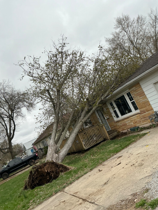 Tree on house Columbus Indiana