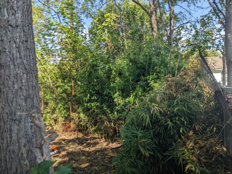 Bamboo removal Edinburgh Indiana